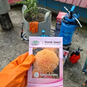 Marigold