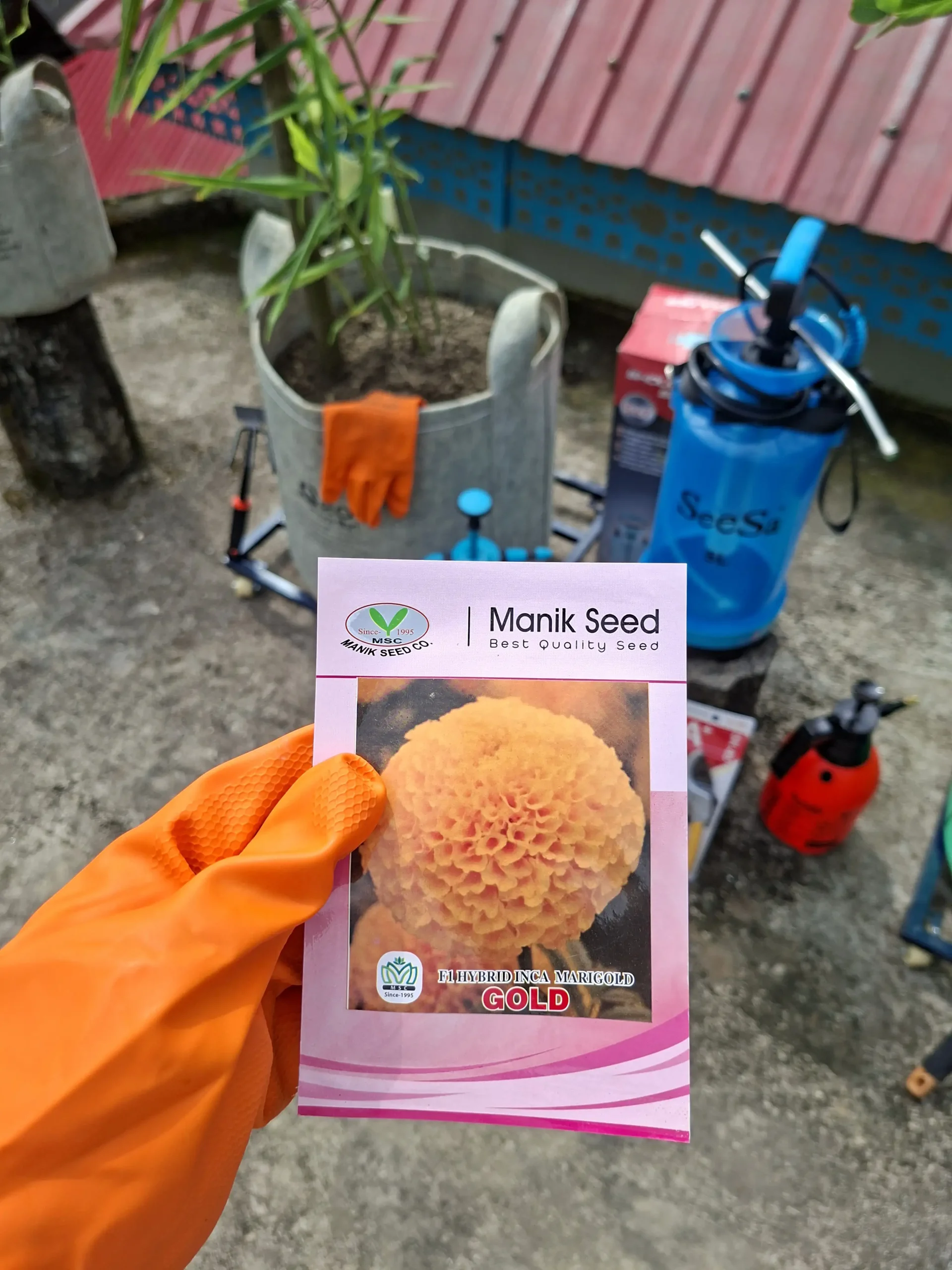 Marigold