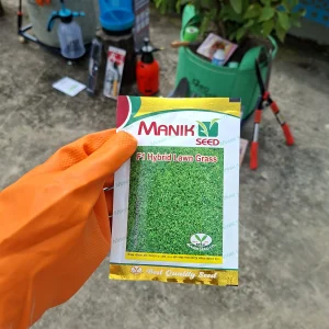 Lawn Grass